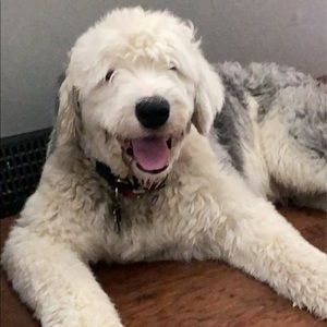 Meet your Posher, Wyatt